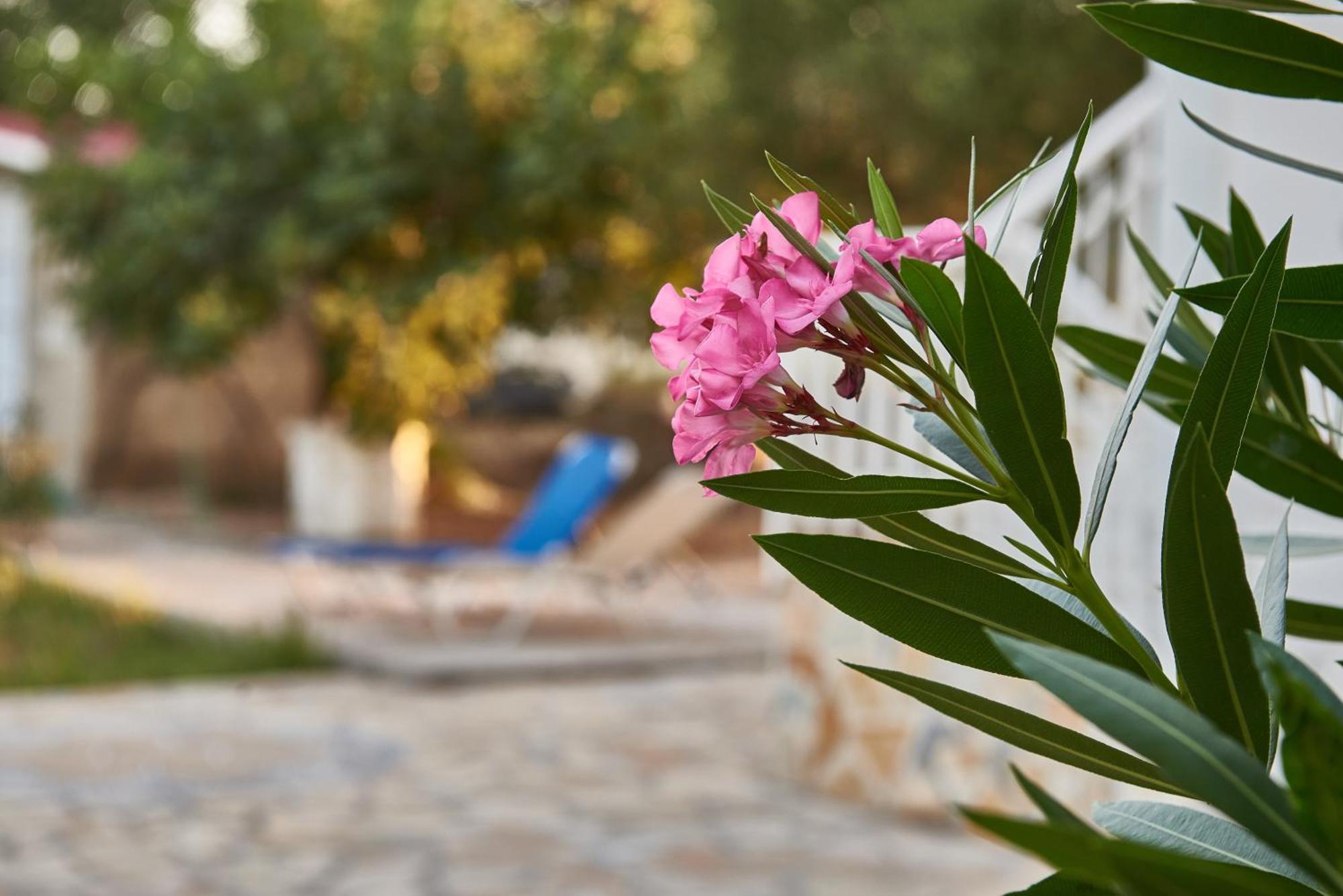 Villa Rania / Zante Drosia Kypseli ภายนอก รูปภาพ