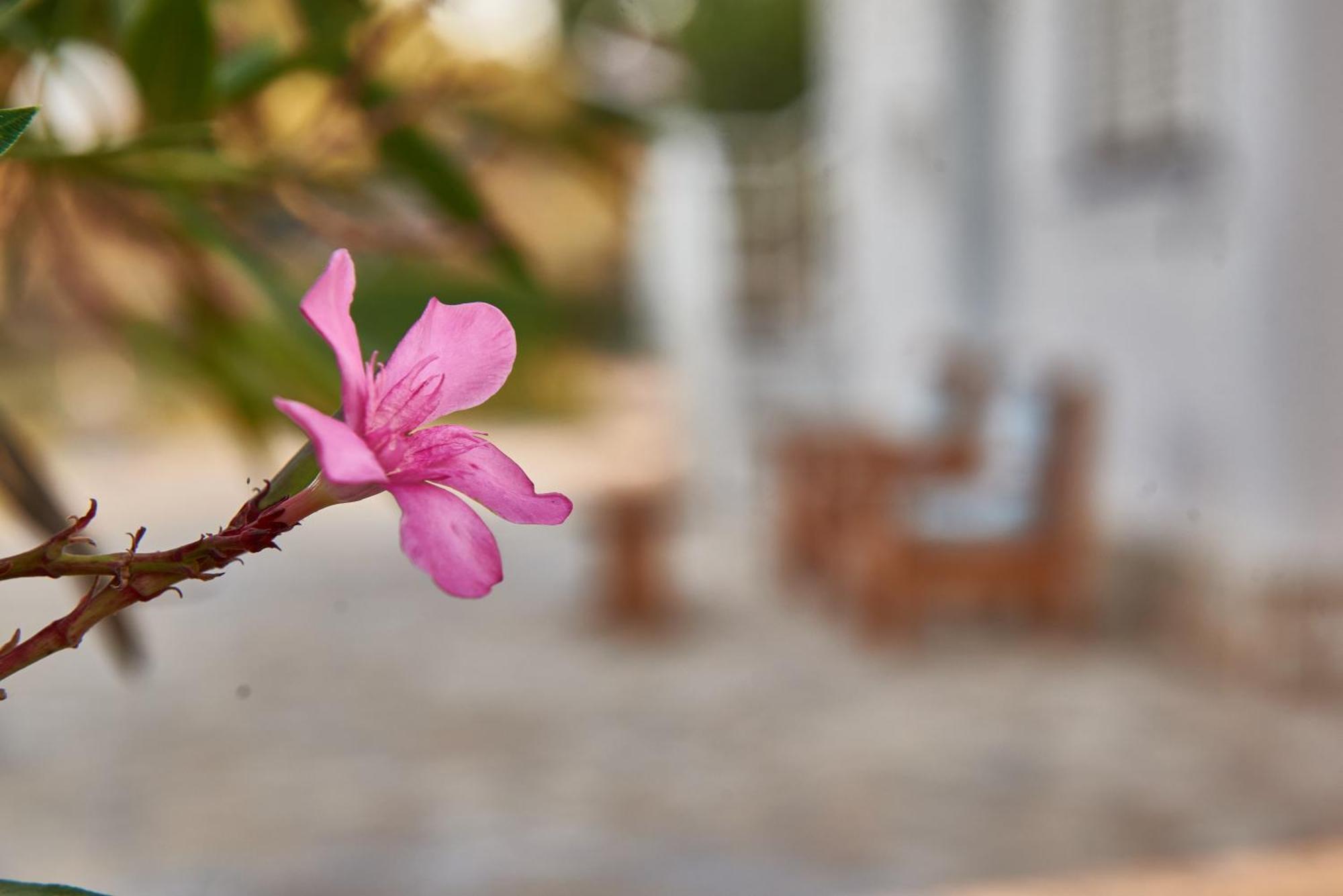 Villa Rania / Zante Drosia Kypseli ภายนอก รูปภาพ