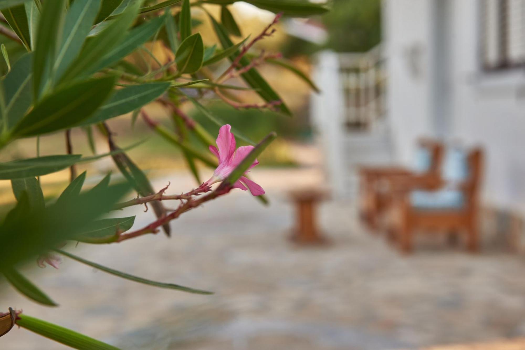Villa Rania / Zante Drosia Kypseli ภายนอก รูปภาพ
