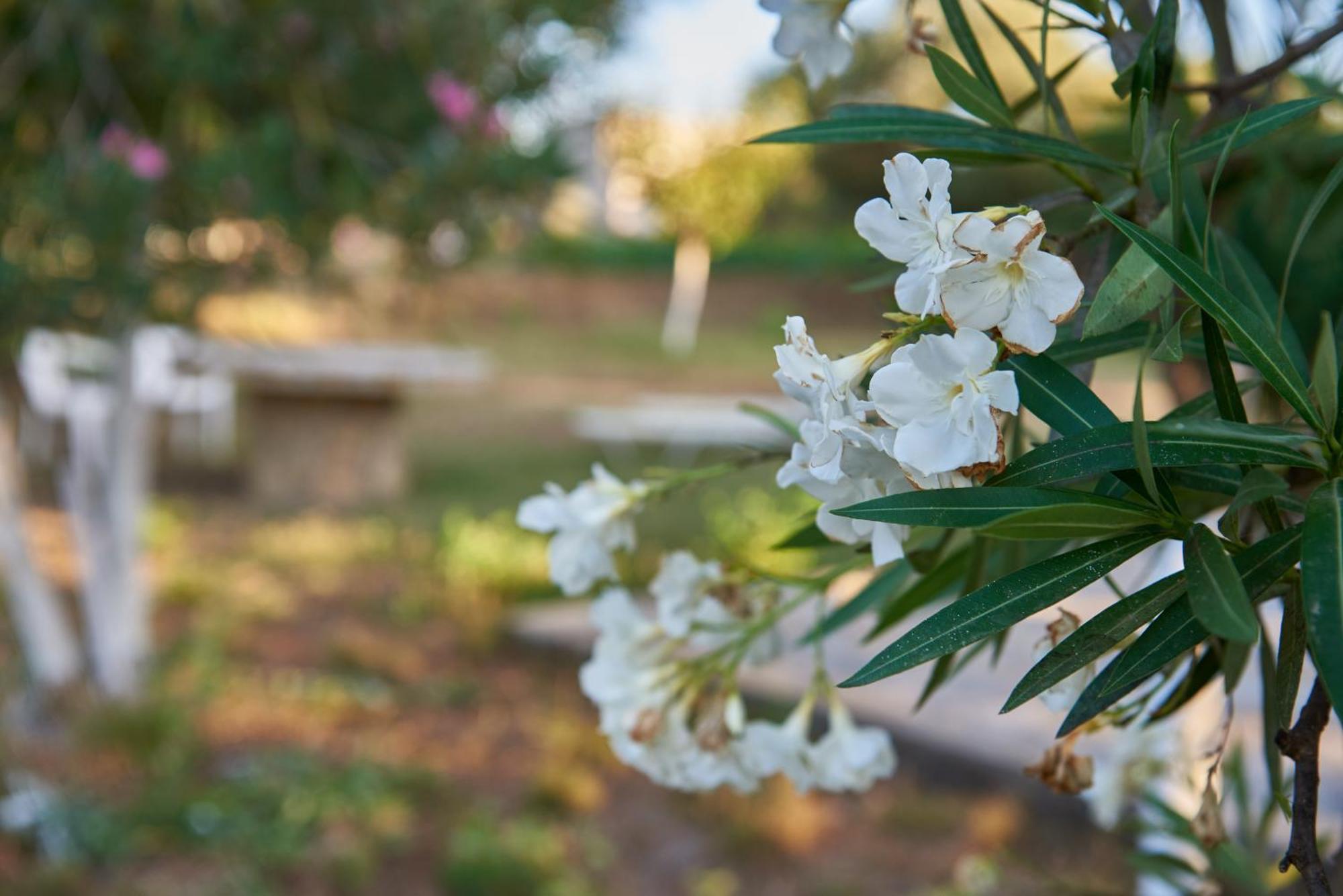 Villa Rania / Zante Drosia Kypseli ภายนอก รูปภาพ
